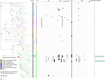 IS6110 Copy Number in Multi-Host Mycobacterium bovis Strains Circulating in Bovine Tuberculosis Endemic French Regions